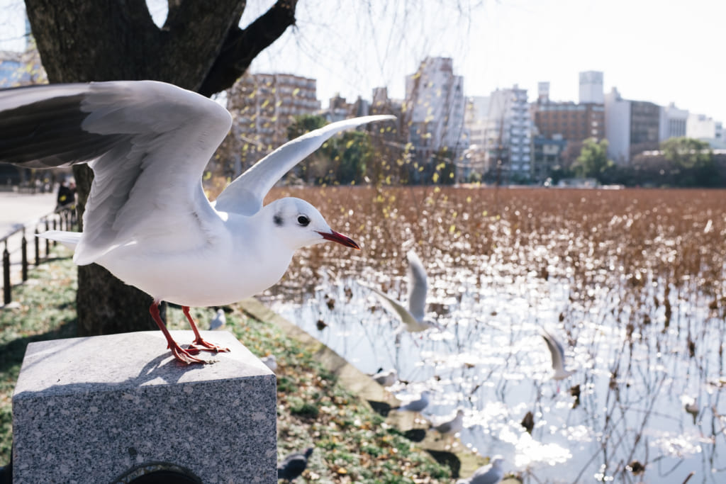 Un oiseau au parc d'ueno à Tokyo