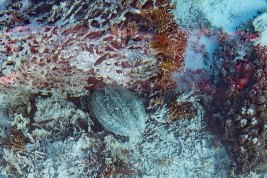 une tortue de mer au milieu de corails dans la baie de kabira
