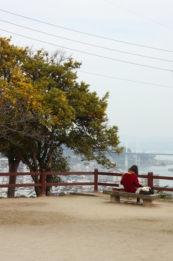 Arbre plein de fruits sur les hauteurs paisibles d'Onomichi