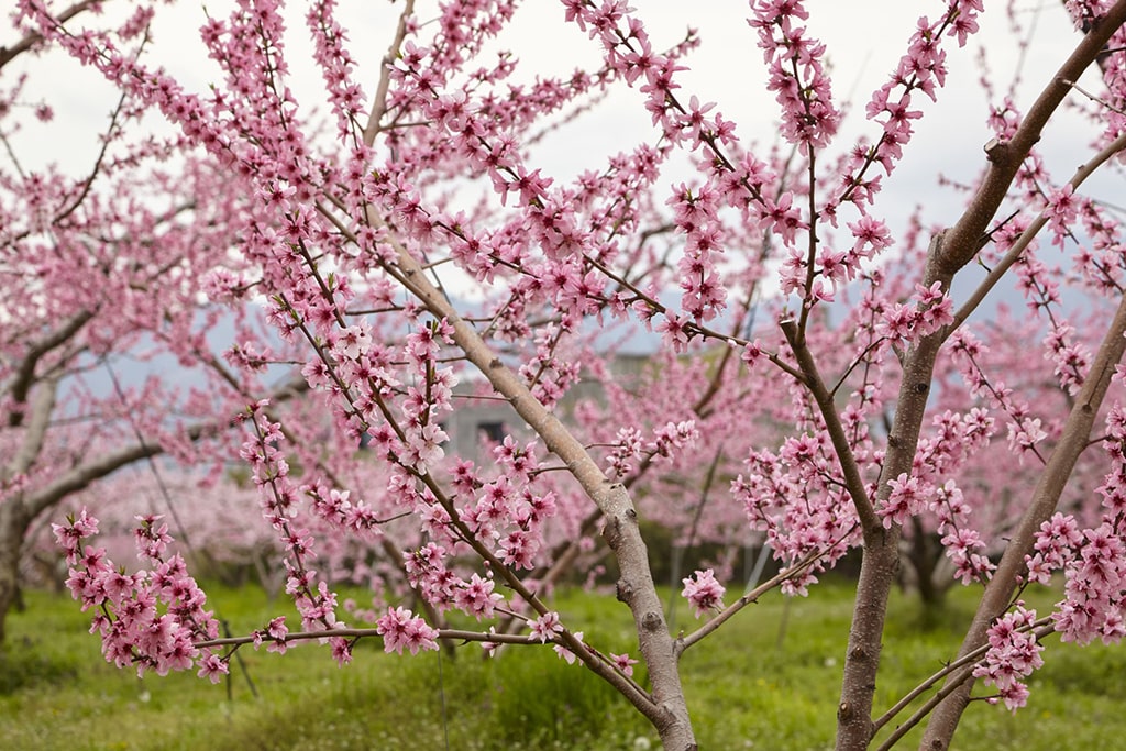 Pêcher en fleur au printemps