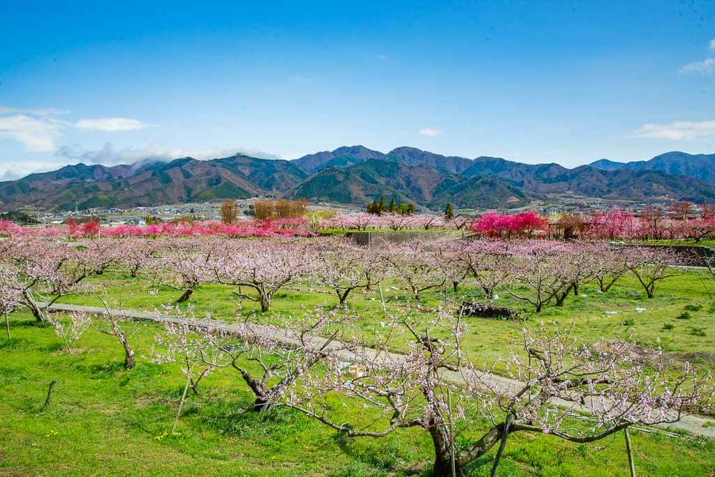 Point de vue sur une exploitation de pêchers à Yamanashi, Japon