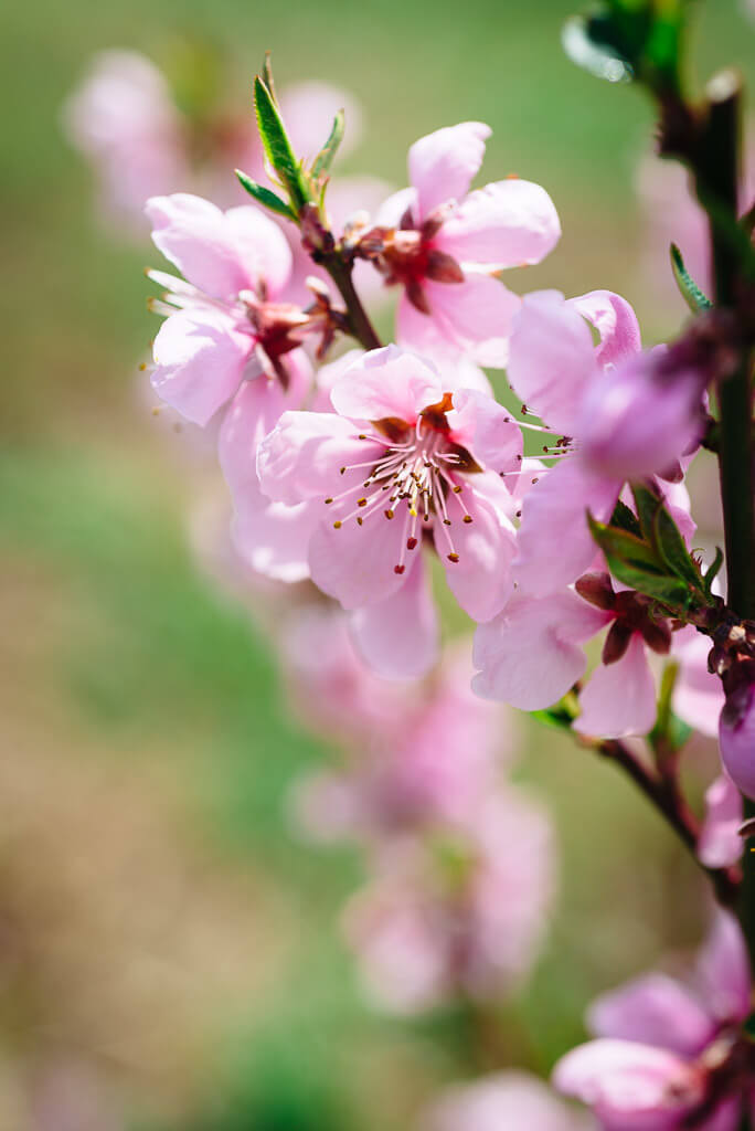 Une fleur de pêcher dans un verger de Yamanashi