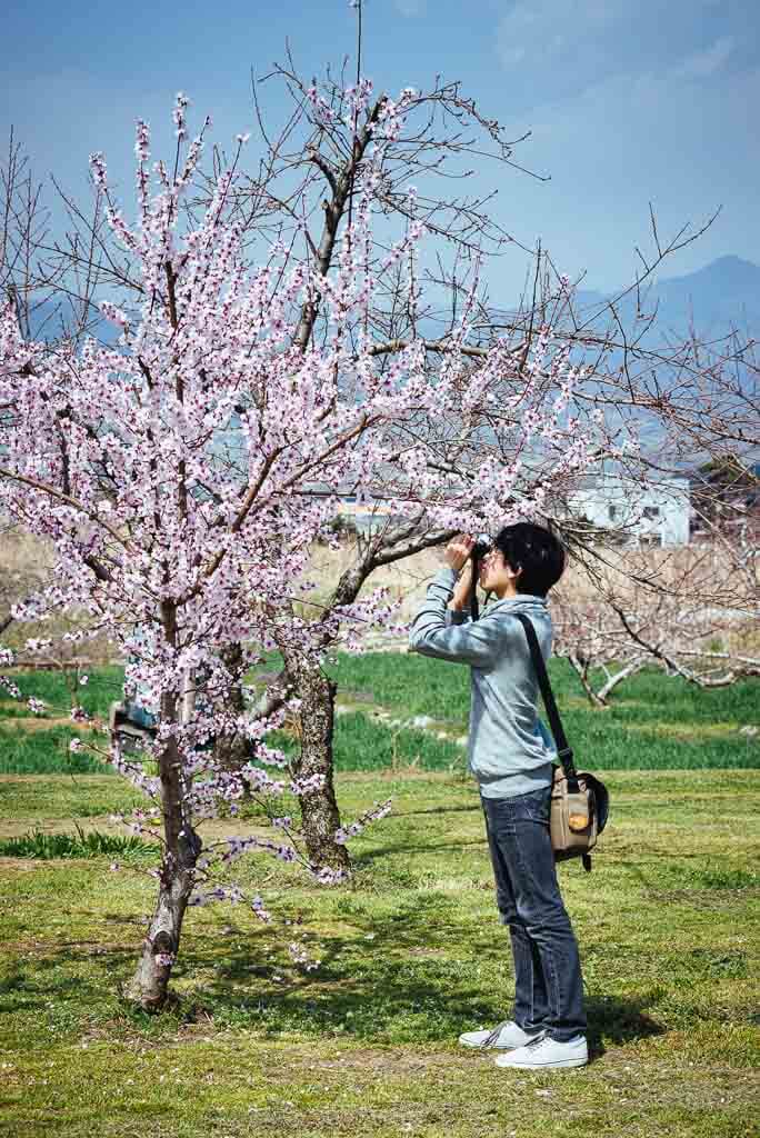 Un jeune homme photographiant les pêchers en fleur