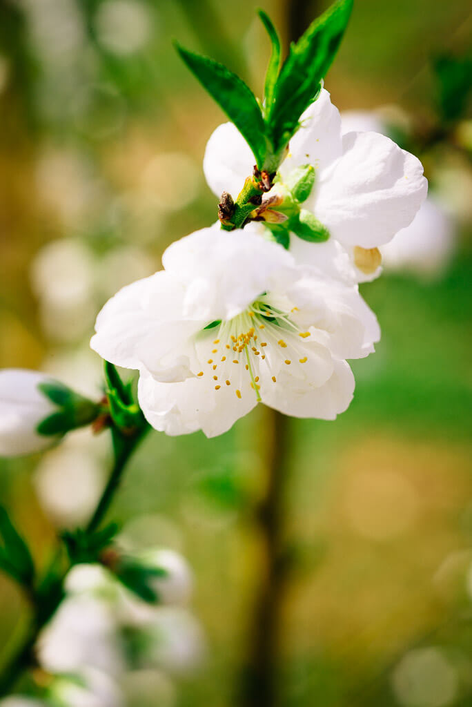 Une fleur blanch délicate au Japon
