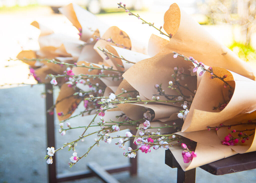 Des bouquets fleurs de pêchers fraîchement coupées