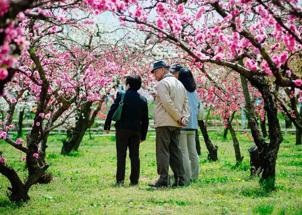 Des touristes profitant du hanami sous les pêchers en fleur