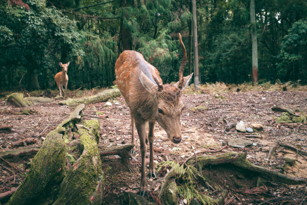 Un cerf sika dans l'enceinte du Parc de Nara