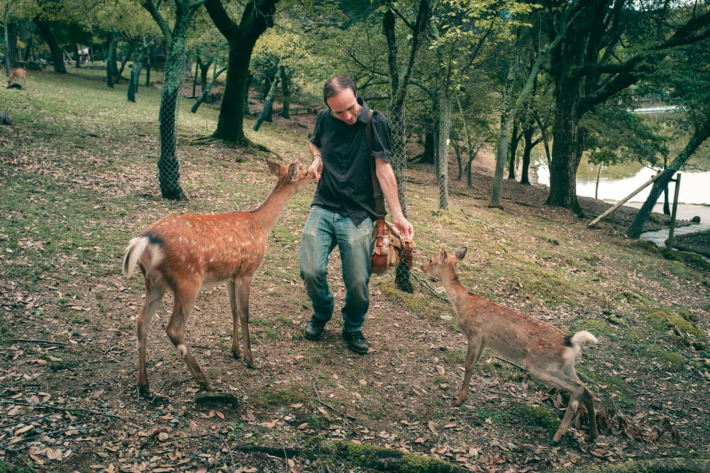 Touriste donnant à manger à des daims dans le parc de nara