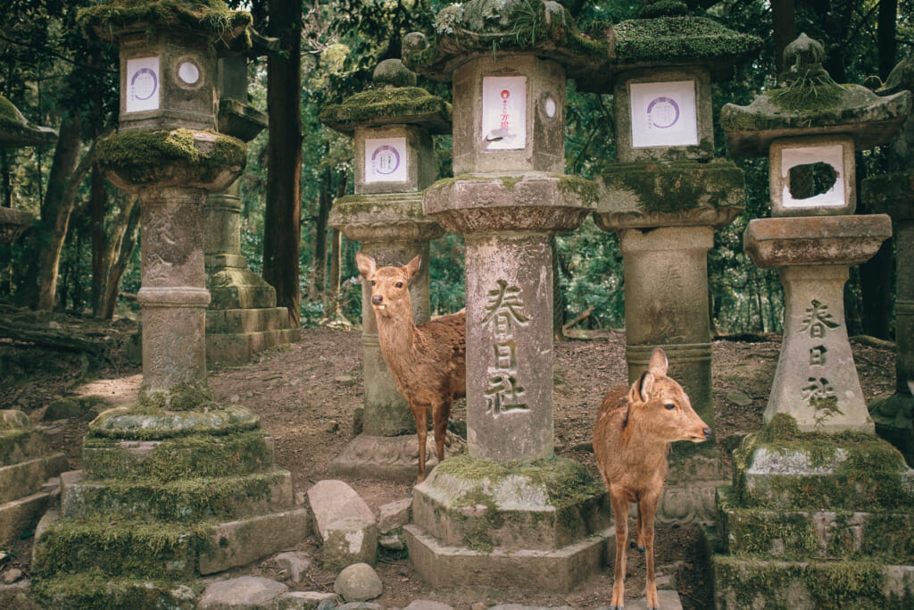 Des daims entre les lanternes en pierre du parc de Nara