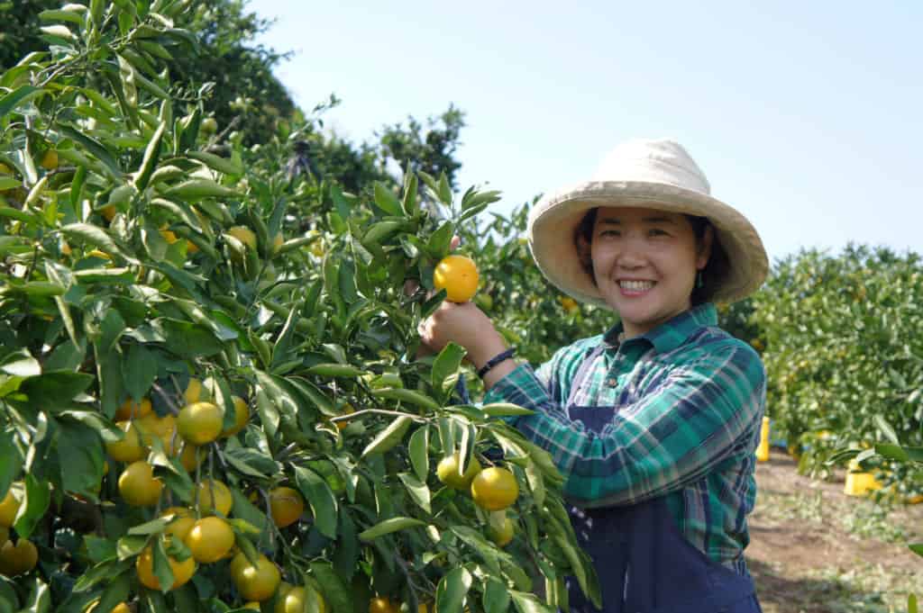 ferme de yuzu au japon