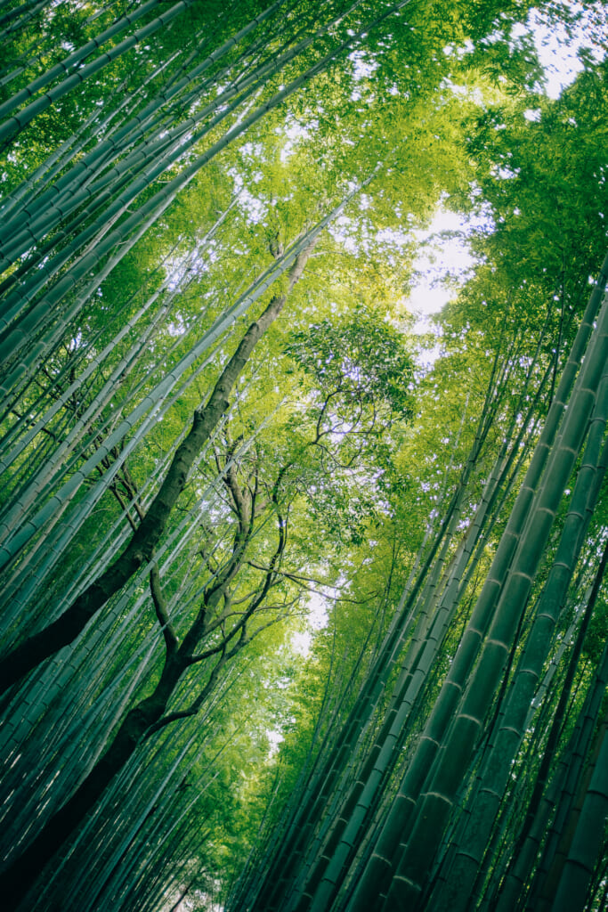l'ambiance typiquement japonaise de la forêt de bambou de kyoto à arashiyama