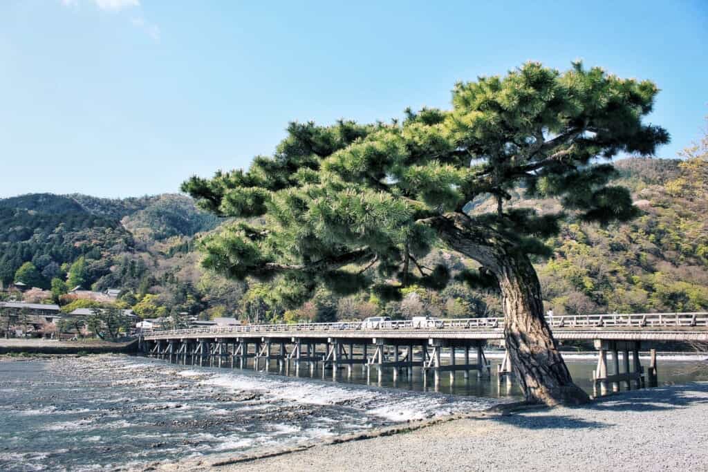 un arbre japonais près d'un pont à Arashiyama, Kyoto