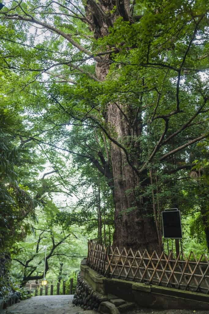 Arbre de Gingko de six cent ans
