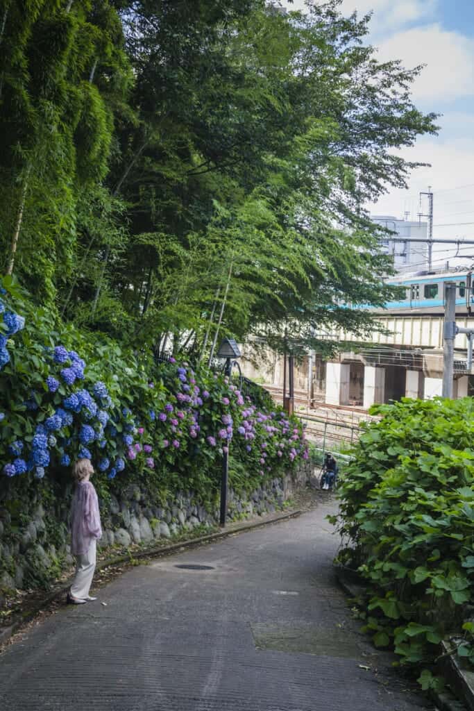 Les fleurs d'hortensia sont très appréciées des japonais
