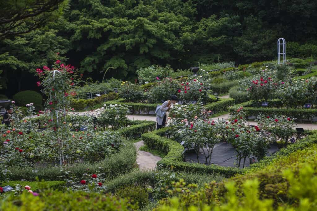 jardin de roses du parc kyu-furukawa à Oji