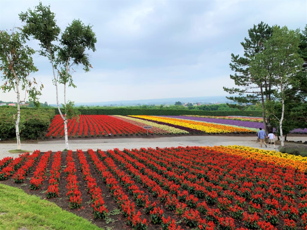 Champ de fleur dans un des parcs nationaux d'hokkaido