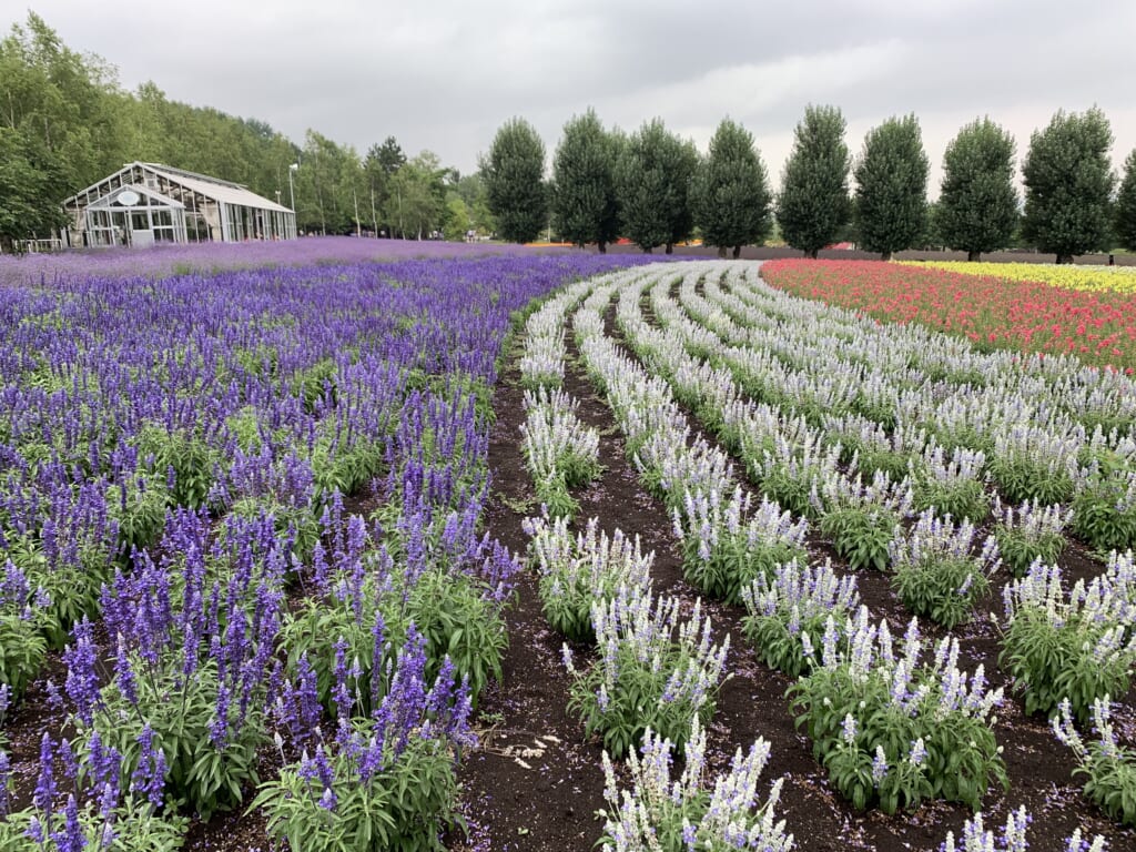 Lavande et fleurs blanches dans une ferme d'Hokkaido