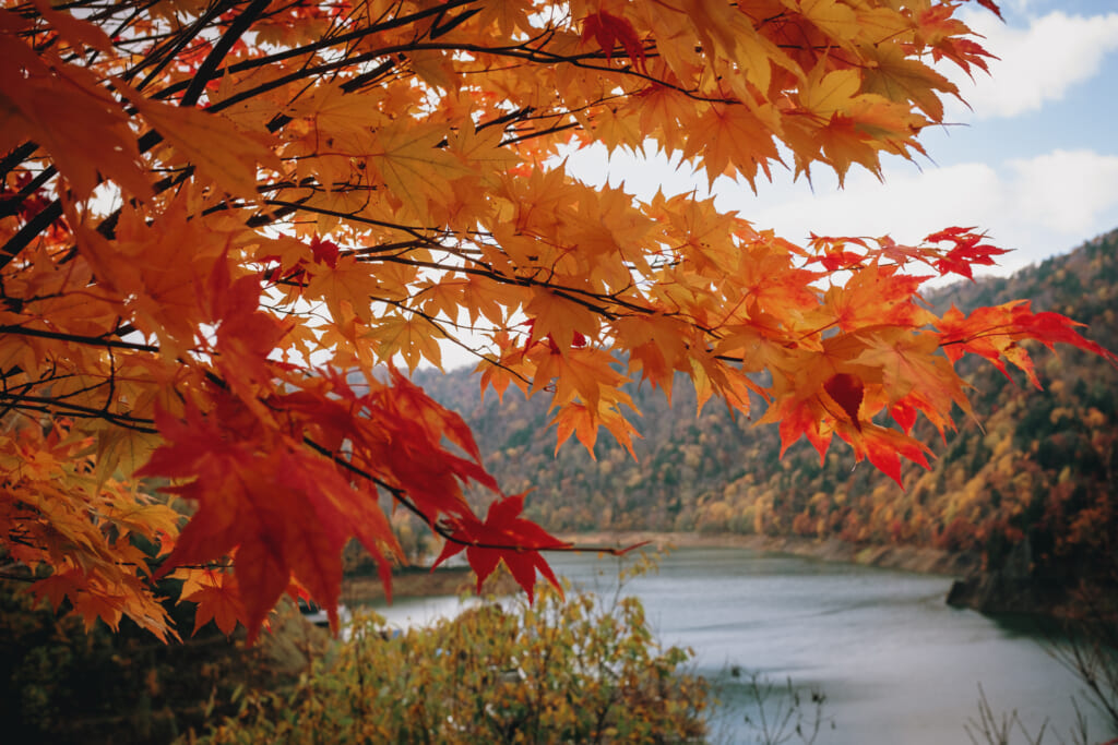 érable japonais durant l'automne