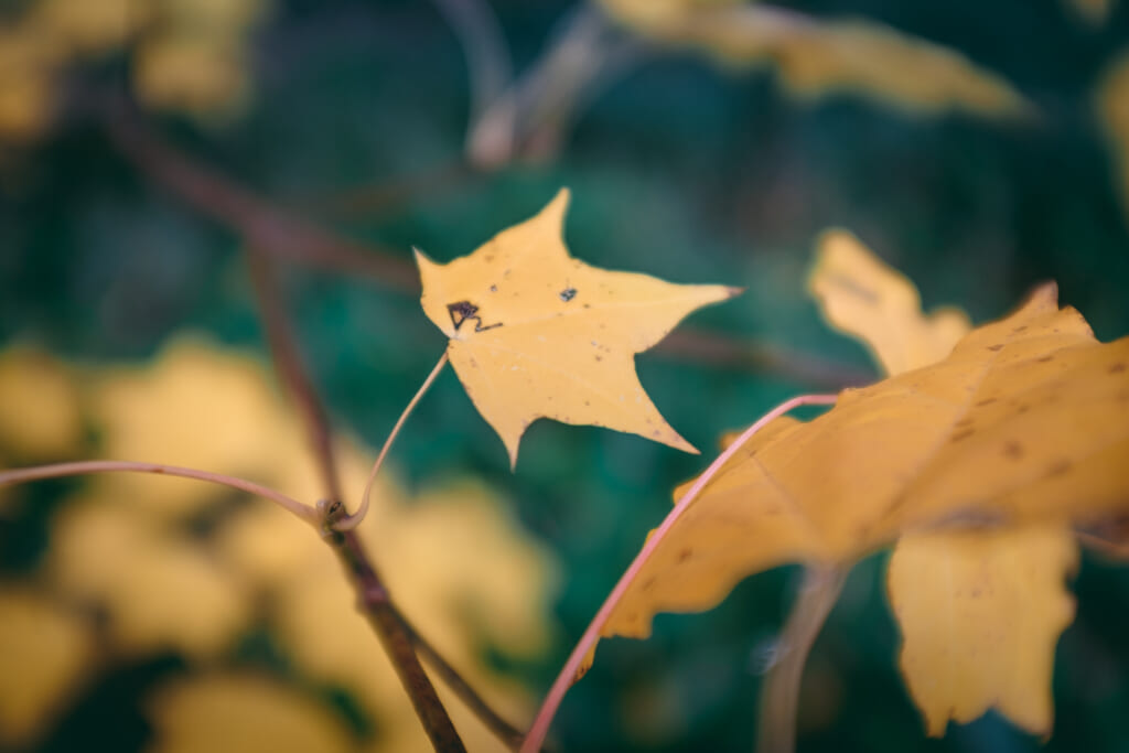 Feuille d'érable japonais durant l'automne