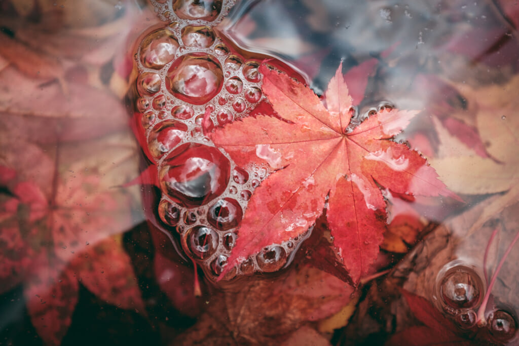 une feuille de momiji flottant sur l'eau