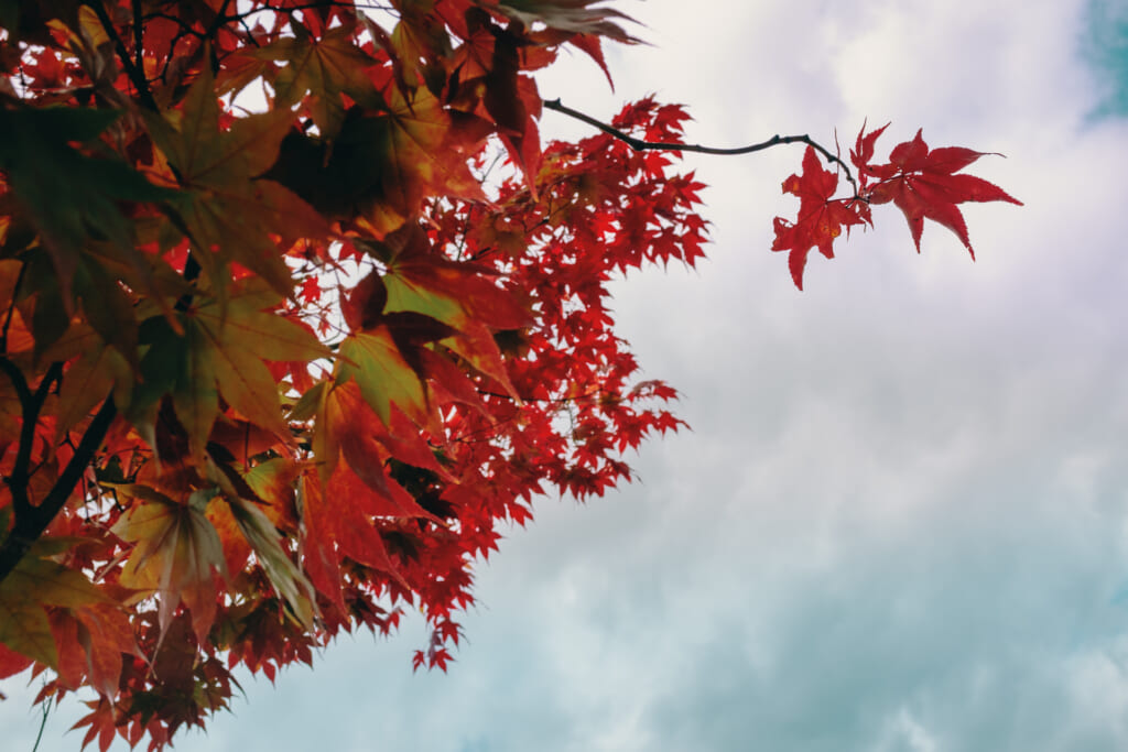 Feuilles momiji rouges durant l'automne japonais