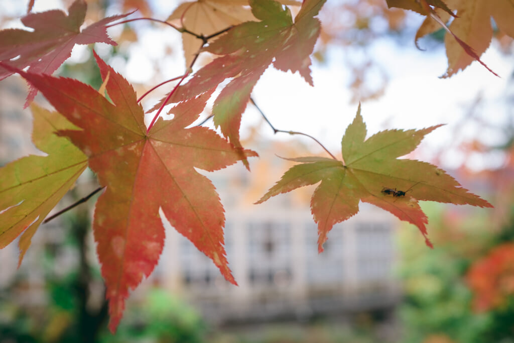 feuilles d'érables japonais prenant des teintes d'automne