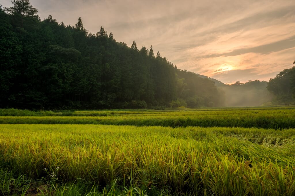 Rizière au coucher de soleil dans les environs de Joge, dans la préfecture d'Hiroshima
