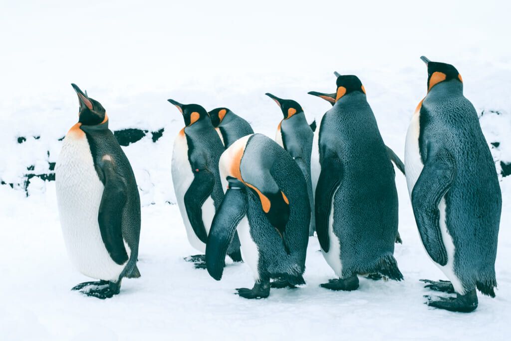 Manchots empereurs au zoo d'Asahiyama
