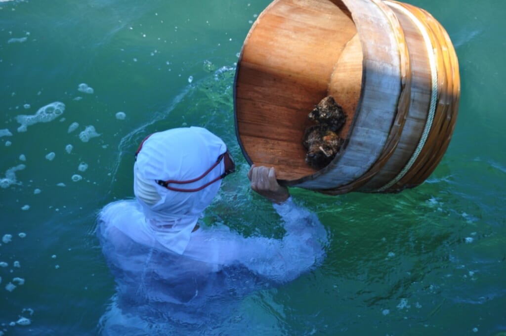 Prise du jour à plusieurs mètres de profondeur pour les pêcheuses d'Ise-Shima