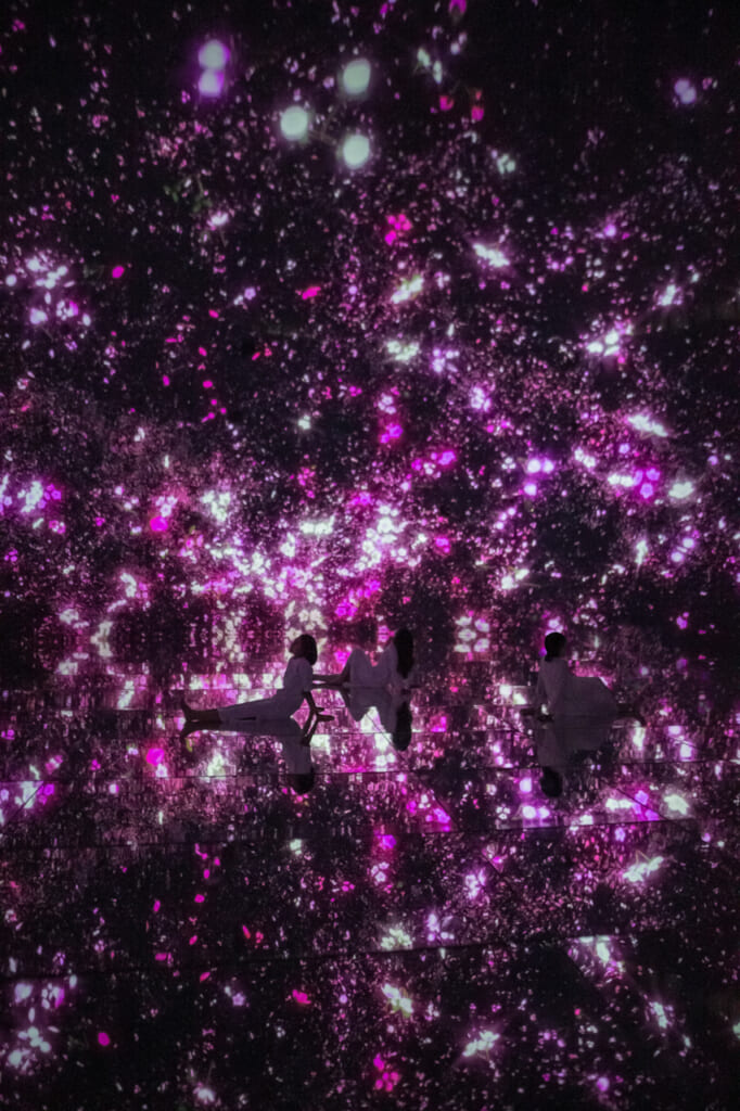 fleurs digitales violettes