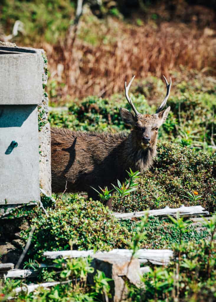 Un daim sauvage dans un village abandonné sur une île japonaise