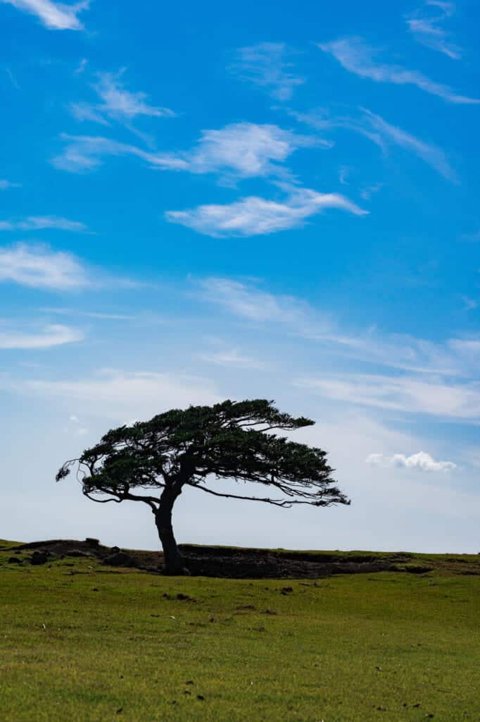 un arbre perdu dans une prairie sur une île japonaise
