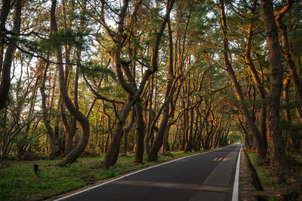 Lever de soleil sur des pins japonais à Ojika