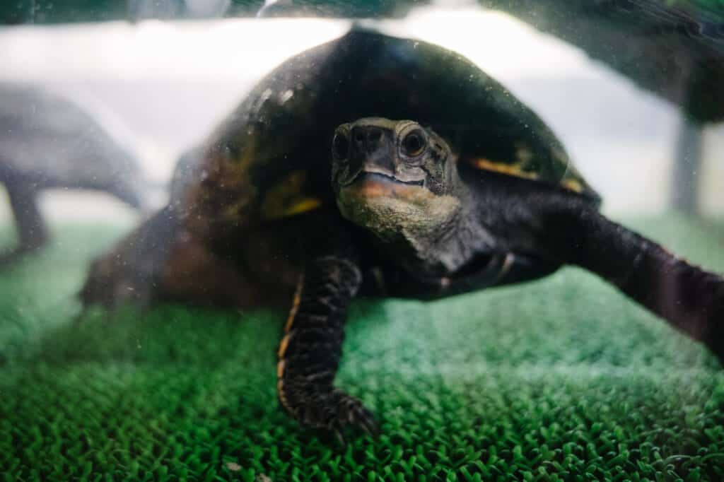 Une tortue dans un aquarium au centre d’Abunze