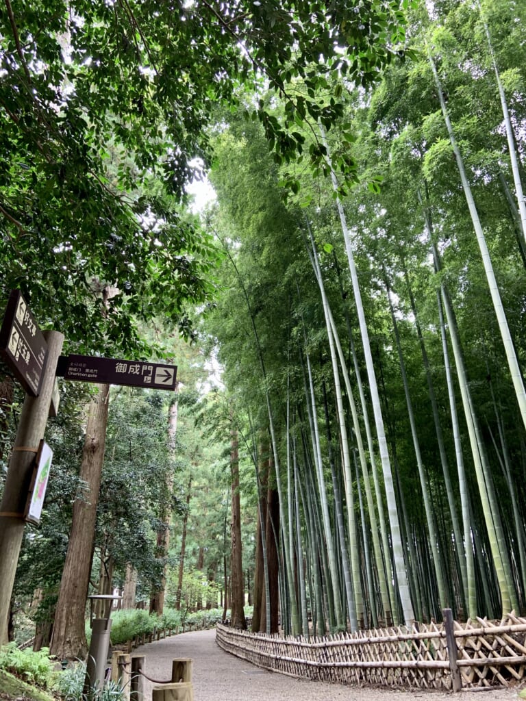 forêt de bambous dans le jardin japonais kairakuen