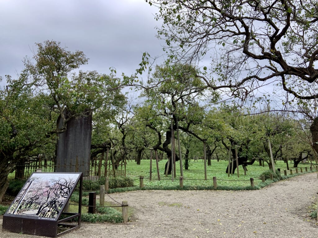 les nombreux pruniers du parc Kairakuen à Ibaraki