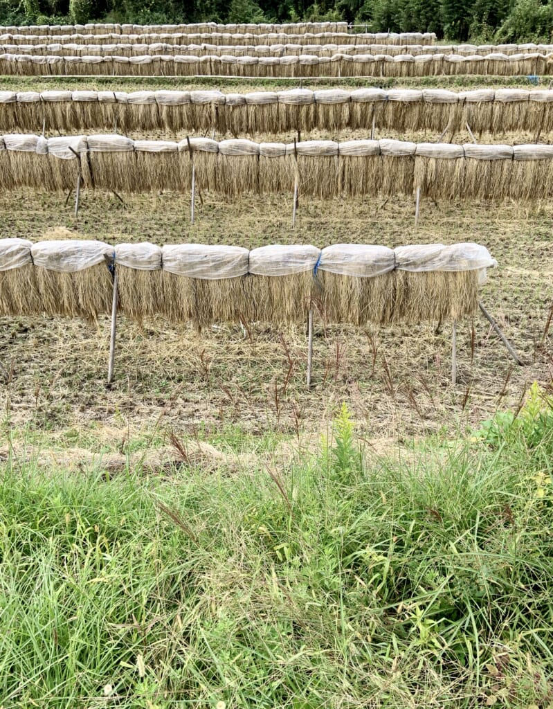 Récolte de riz dans une vallée rurale au Japon