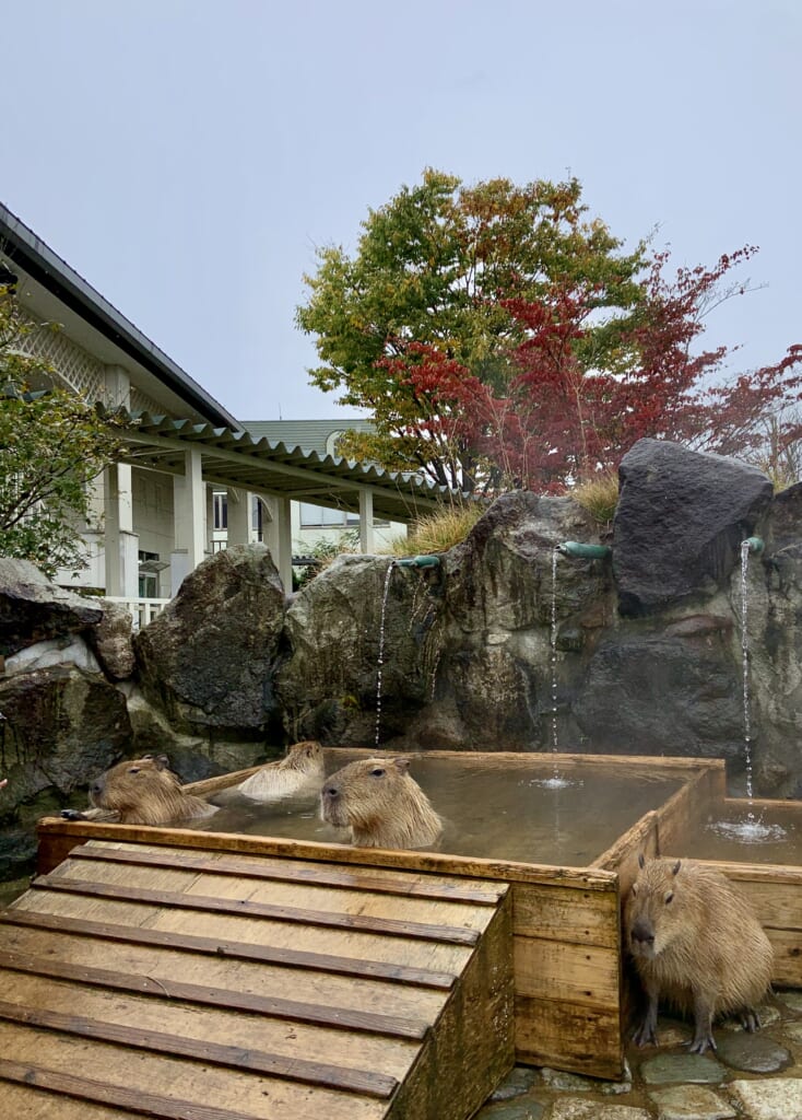 capybaras entrain de se détendre dans un bain onsen dans la préfecture de Tochigi