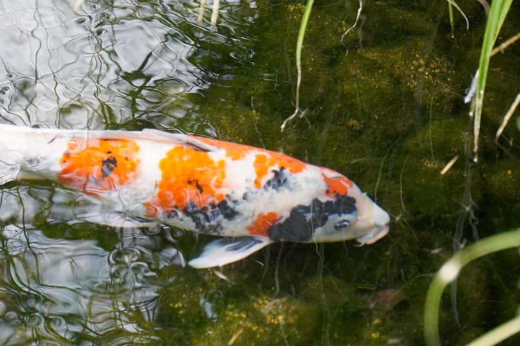 Okayama, une ville aux nombreuses richesses culturelles