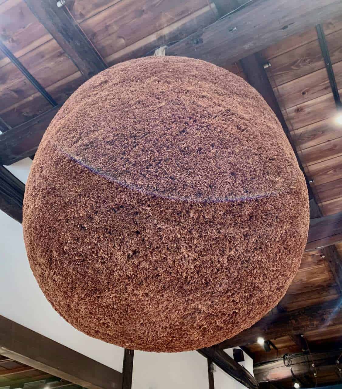 Sugidama dans une brasserie de saké au Japon