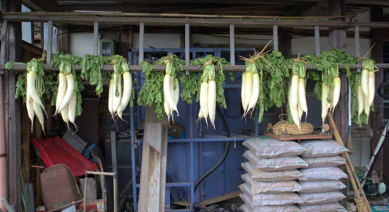 Daikon, radis blancs, séchant dans une ferme japonaise de Sado
