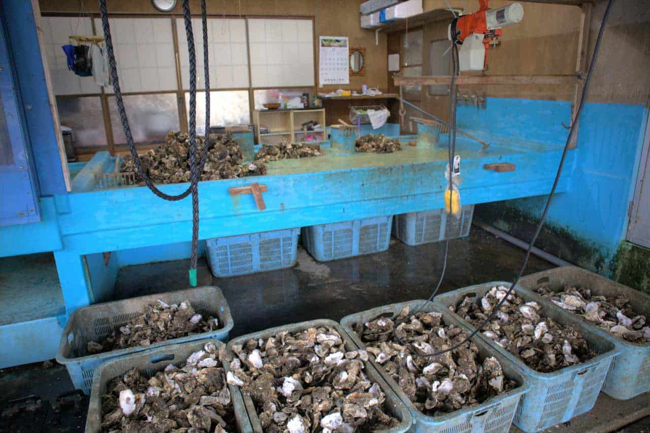 Cageots d'huîtres japonaises à Sado