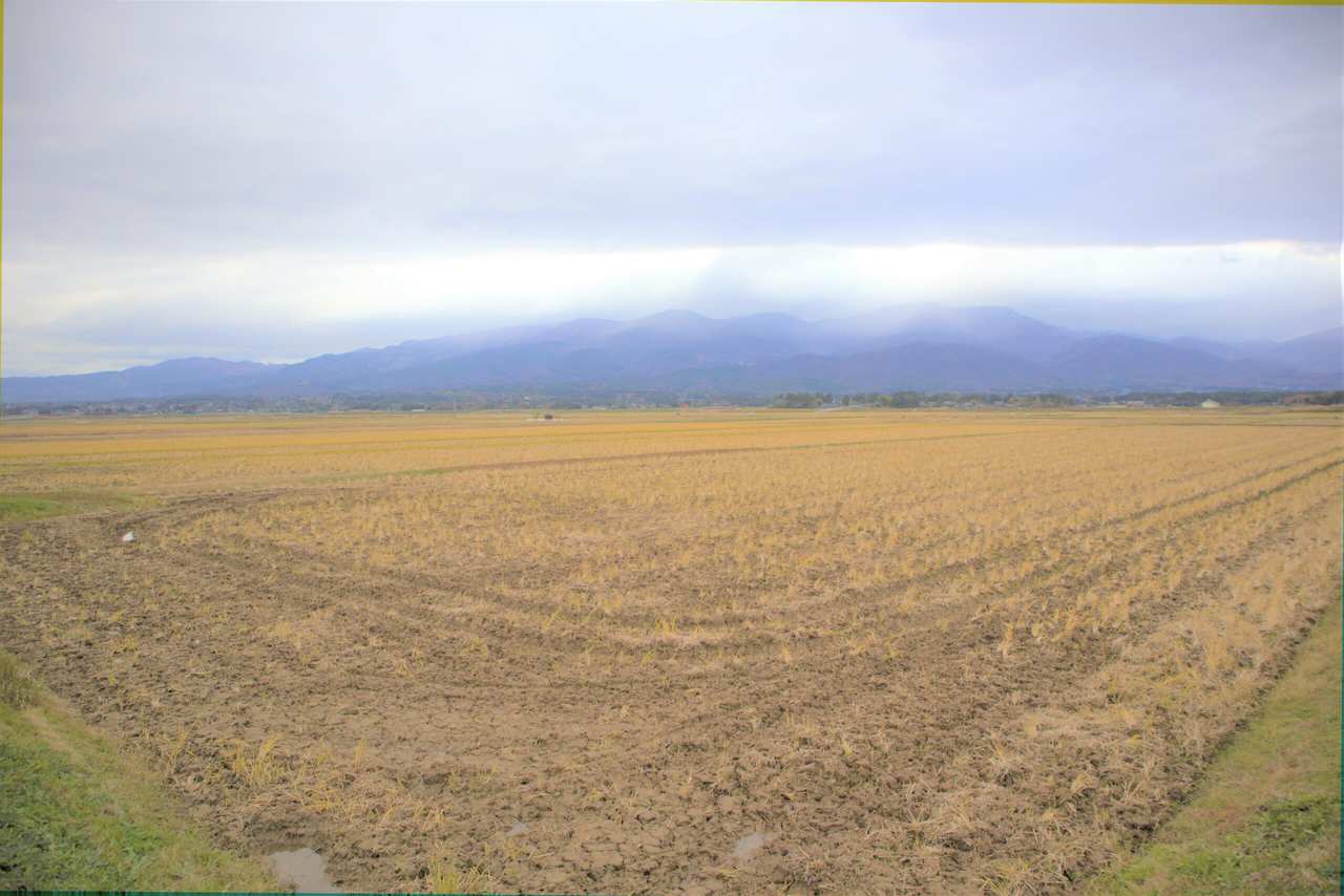 une rizière sur l'île de Sado