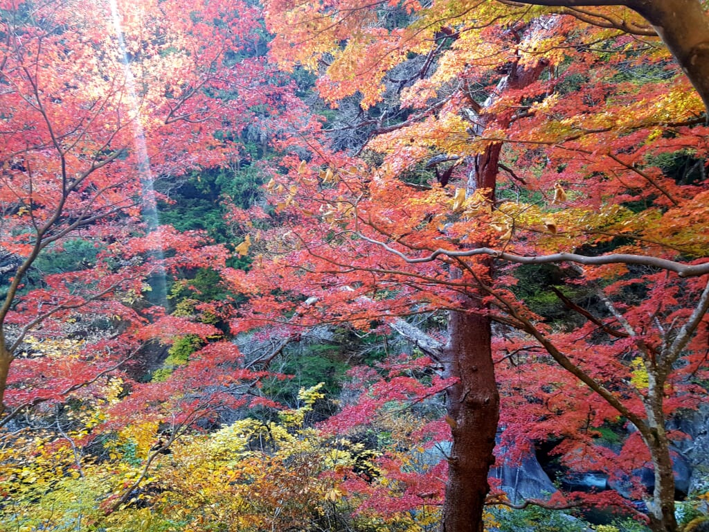 Vallée de Shosenkyo et ses magnifiques feuilles d'automne