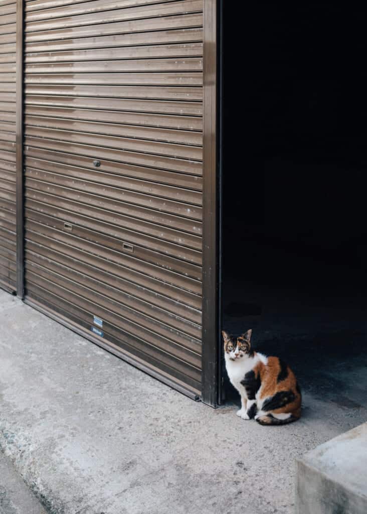 un chat dans une rue d'Enoshima