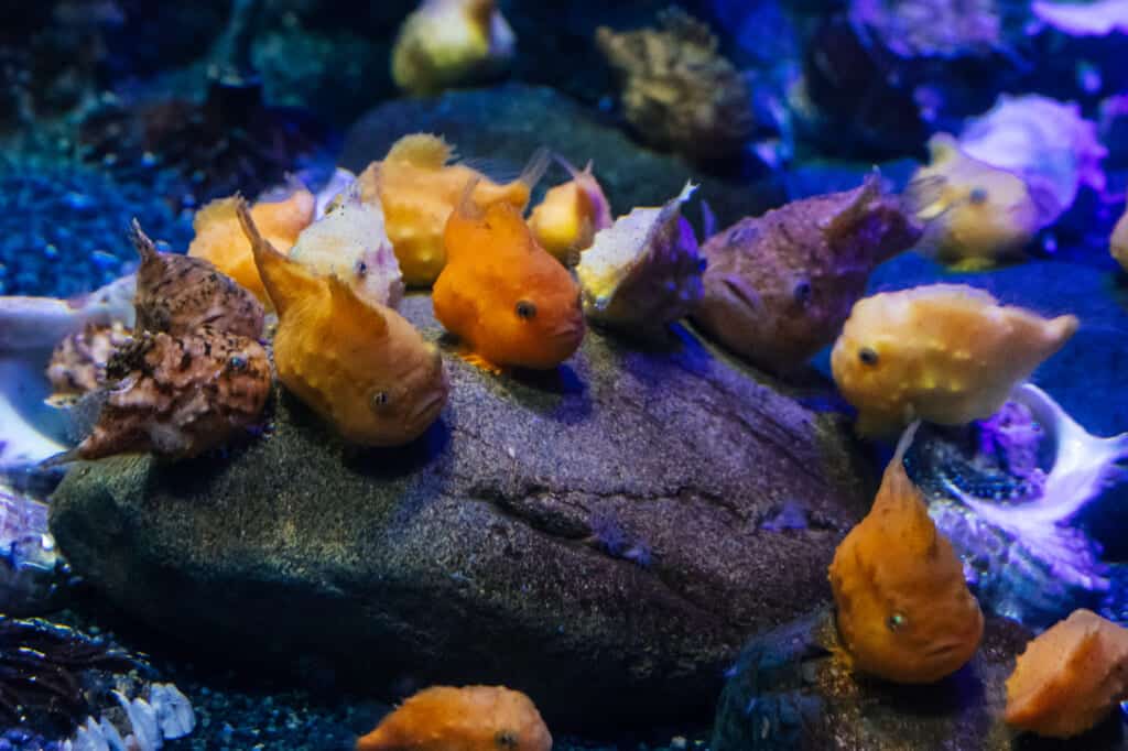 de petits poissons étranges de l'aquarium d'enoshima