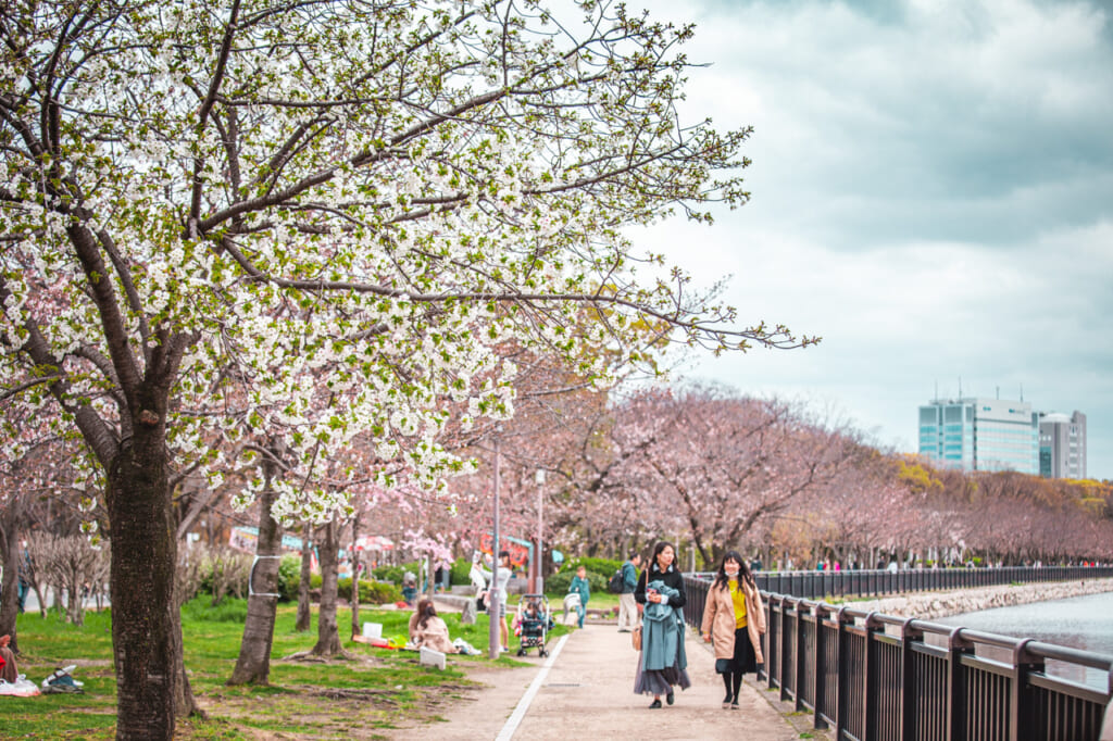 Rangée de cerisiers en fleurs dispersés le long des douves entourant le château d'Osaka