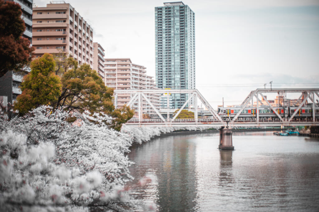 La rivière Okawa bordée de cerisiers en fleurs à Osaka