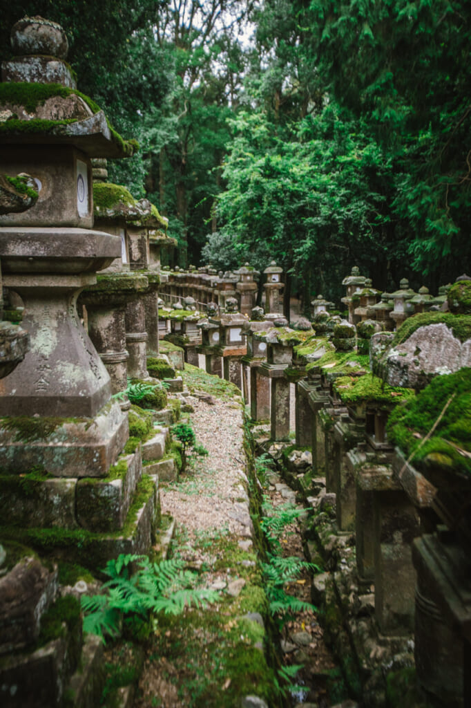 Les fameuses lanternes du Kasuga Taisha
