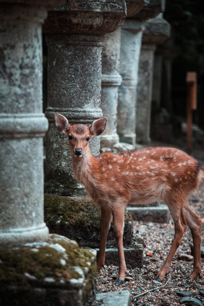 Vous croiserez surement plusieurs cerfs sur votre chemin à Nara